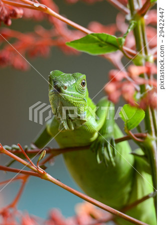 Green lizard Green lizard 29422447