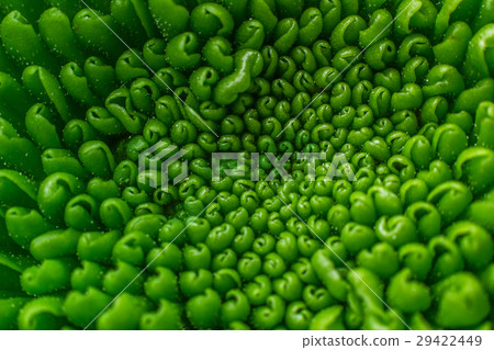 Green plant pattern Green plant pattern 29422449
