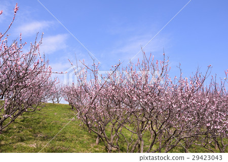 杏花景觀 杏花景觀 29423043