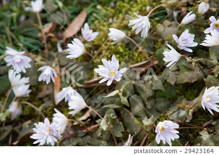 Yukiwari Ichige 29423164