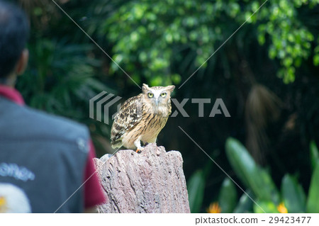 Eagle Misukazu 29423477