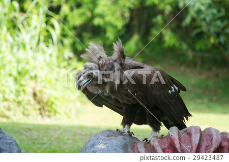 禿鷹 禿鷹 29423487