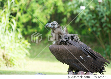Vulture 29423489