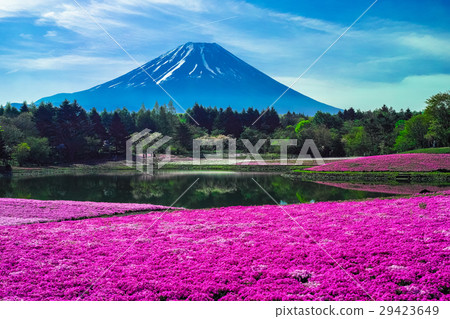 富士山和蘑菇 富士山和蘑菇 29423649