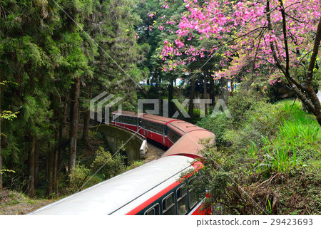 Alishan, forest train, cherry blossom 29423693