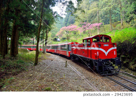 阿里山,森林小火車,櫻花 阿里山,森林小火車,櫻花 29423695