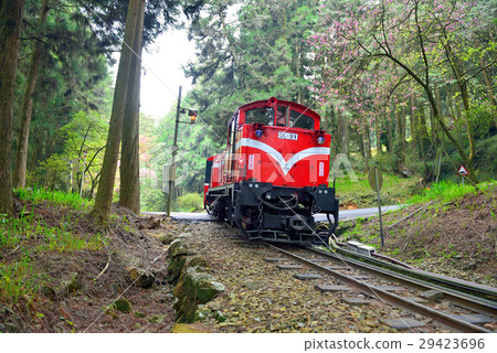 阿里山,森林小火車,櫻花 29423696