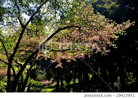 Alishan, forest, cherry blossom Alishan, forest, cherry blossom 29423951