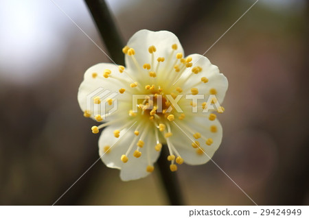 japan, march, tree 29424949