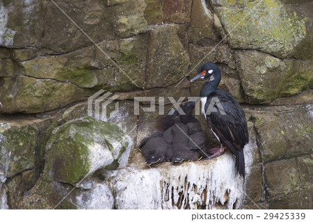 Rock Shag nesting on Bleaker Island Rock Shag nesting on Bleaker Island 29425339