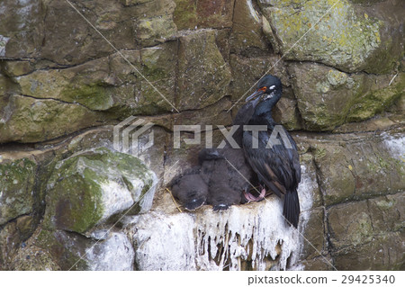 Rock Shag nesting on Bleaker Island Rock Shag nesting on Bleaker Island 29425340