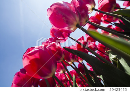 Fresh spring tulips with sky 29425453