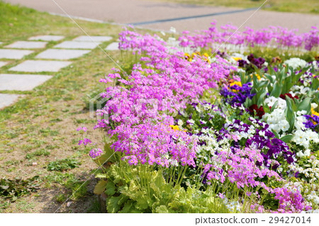 Primulae flower 29427014