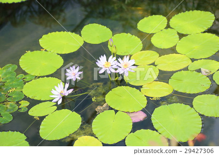 Tropical lire flowers 29427306