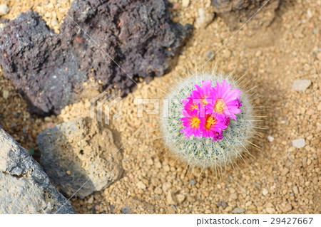Cactus flower 29427667