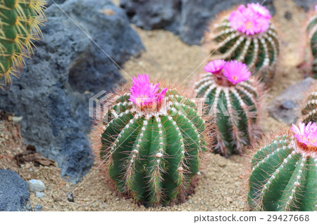 仙人掌花 29427668