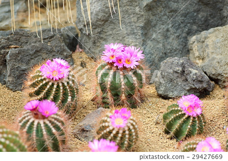 Cactus flower 29427669