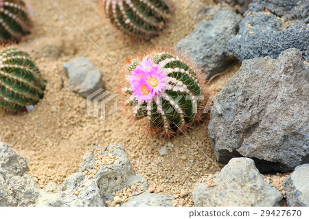 Cactus flower 29427670