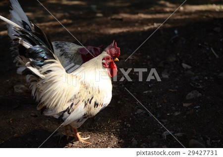 Wild chicken · chicken Wild chicken · chicken 29427731