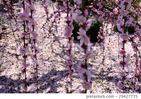 Weeping plum Weeping plum 29427735