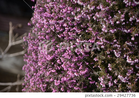 Erika Janome Erika Serpent Erika 29427736