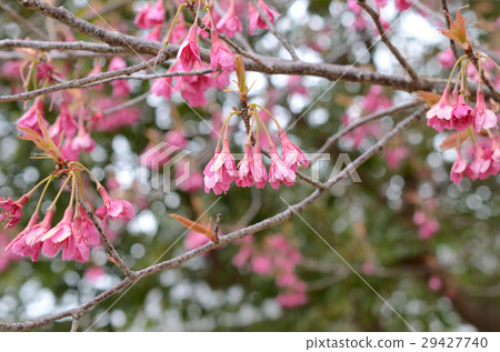 Kan Hisakura · Pilgrim cherry blossoms 29427740