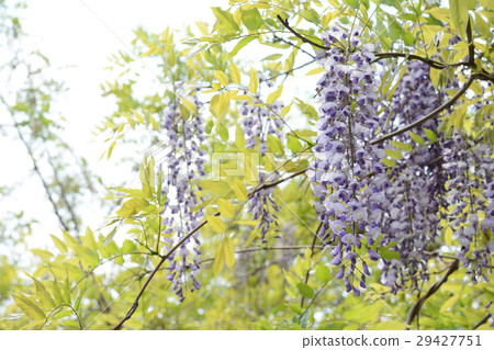 Wisteria flower early summer 29427751