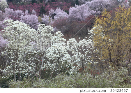 Hanamiyama park blooms in the spring of Kobushi Hanamiyama park blooms in the spring of Kobushi 29428467