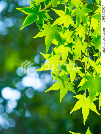 Fresh green of Iohamomoji Fresh green of Iohamomoji 29428504