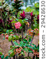 Euphorbia milii crown of thorns cactus toxic 29428630