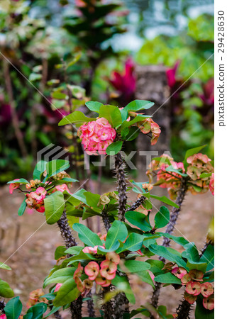Euphorbia milii crown of thorns cactus toxic 29428630