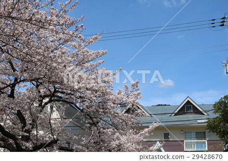 在Odago公園的櫻花在Nada病區，神戶市 29428670