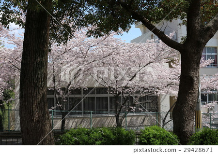在Odago公園的櫻花在Nada病區,神戶市 在Odago公園的櫻花在Nada病區,神戶市 29428671