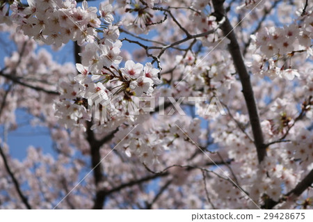 在Odago公園的櫻花在Nada病區,神戶市 在Odago公園的櫻花在Nada病區,神戶市 29428675