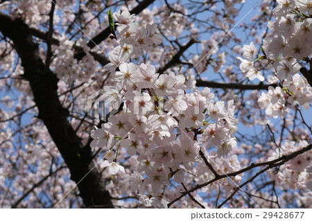在Odago公園的櫻花在Nada病區,神戶市 在Odago公園的櫻花在Nada病區,神戶市 29428677