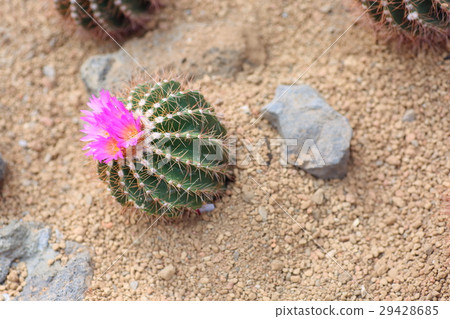 Cactus flower 29428685