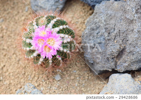 Cactus flower Cactus flower 29428686