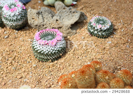 Cactus flower 29428688