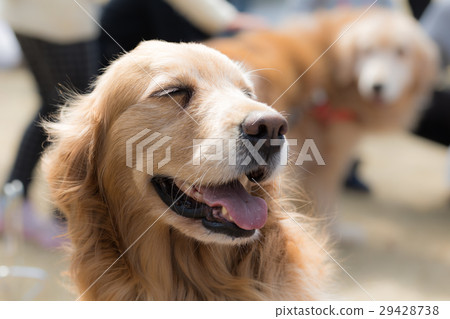Dog 29428738