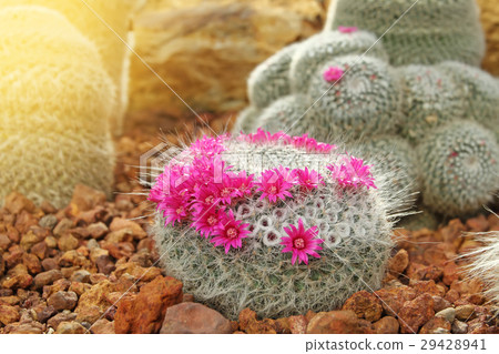 Cactus Cactus 29428941