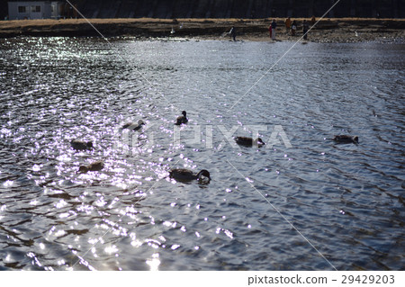 仙台·Hirosegawa 29429203