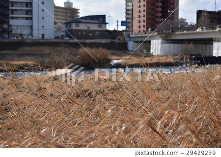 仙台·Hirosegawa 29429239