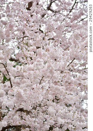 Miyagi · Odori Castle Ruins Park 29429263