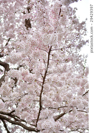 宮城·大通城堡遺址公園 宮城·大通城堡遺址公園 29429397