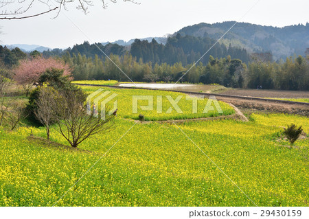 Boso · Kominato Railroad and Rapeseed field 29430159