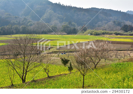 Boso · Kominato Railroad and Rapeseed field 29430172