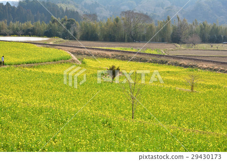 Boso · Kominato Railroad and Rapeseed field 29430173