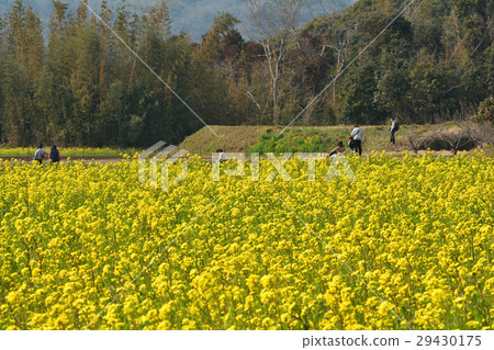 Boso · Kominato Railroad and Rapeseed field 29430175