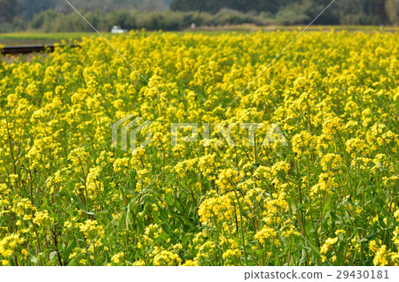 Boso · Kominato Railroad and Rapeseed field Boso · Kominato Railroad and Rapeseed field 29430181