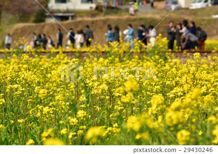 Boso·Kominato鐵路和油菜籽領域 Boso·Kominato鐵路和油菜籽領域 29430246